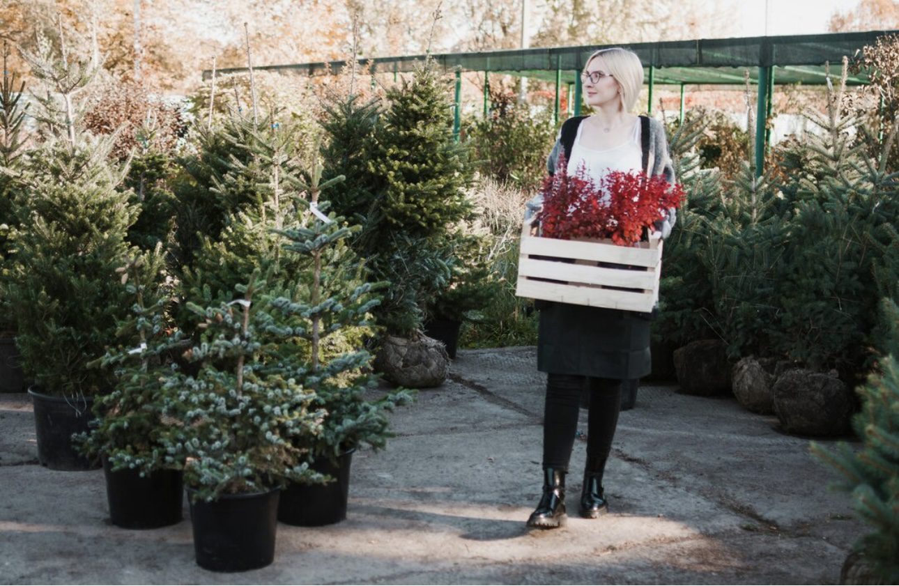 Садівники пояснили, як виростити здорову ялинку у себе вдома 