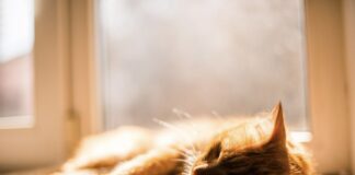 Експерти назвали 3 породи котів, які люблять зиму 