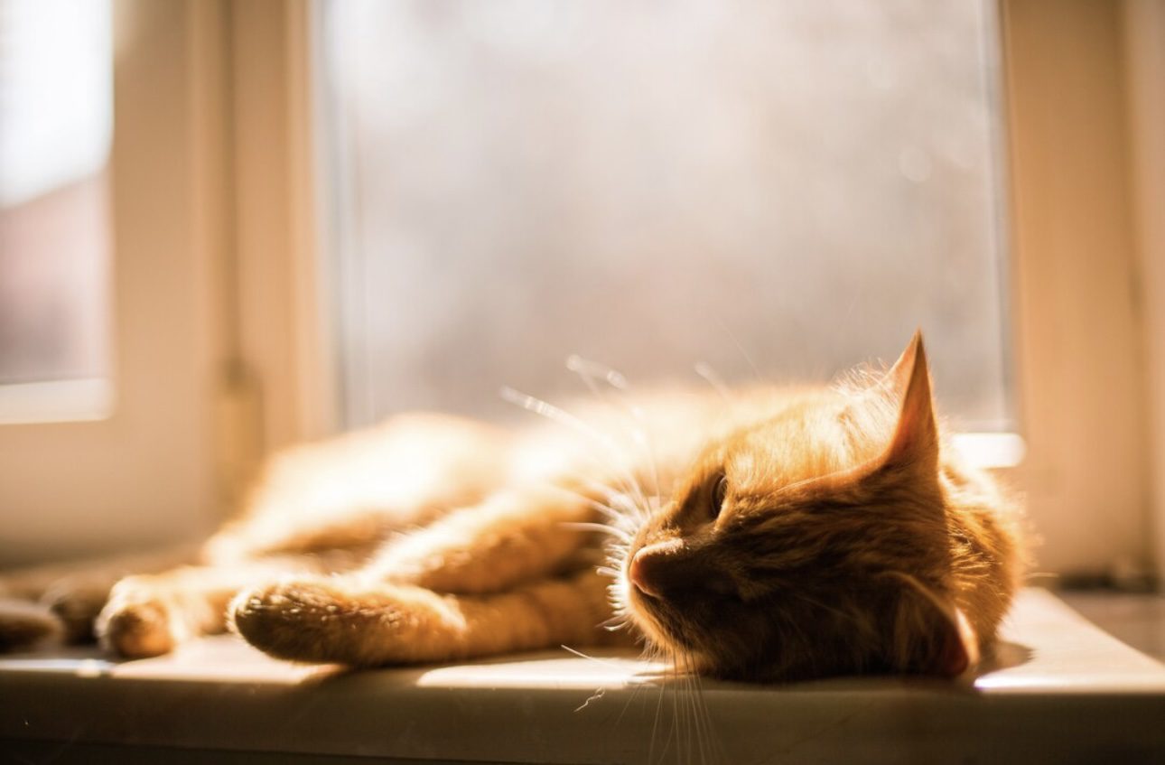 Експерти пояснили, чому кіт спить у грудні на підвіконні 