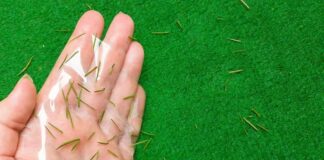 Господині сказали, як прибрати ялинкові гілки з килима 