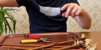 Садівники розповіли, як зберігати саджанці винограду