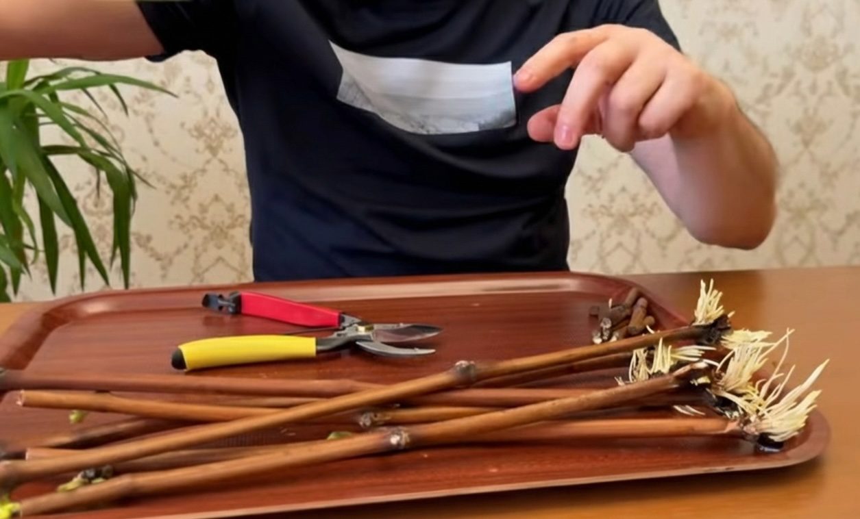 Садівники розповіли, як зберігати саджанці винограду