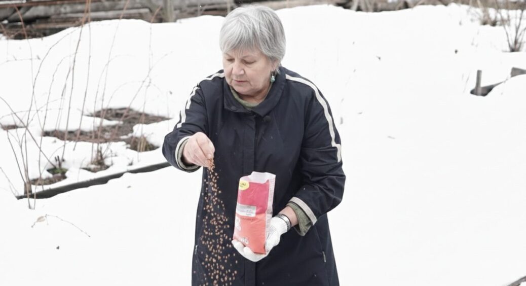 1 пачка крупи замінить 2 КАМАЗи гною: бабуся сказала розкидати прямо по снігу – земля перетвориться на пух 