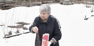 Городники розповіли, яку крупу потрібно розсипати по снігу на городі