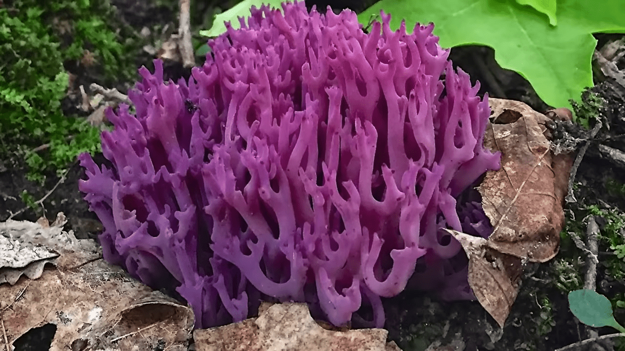 Клаварія блідо-бура