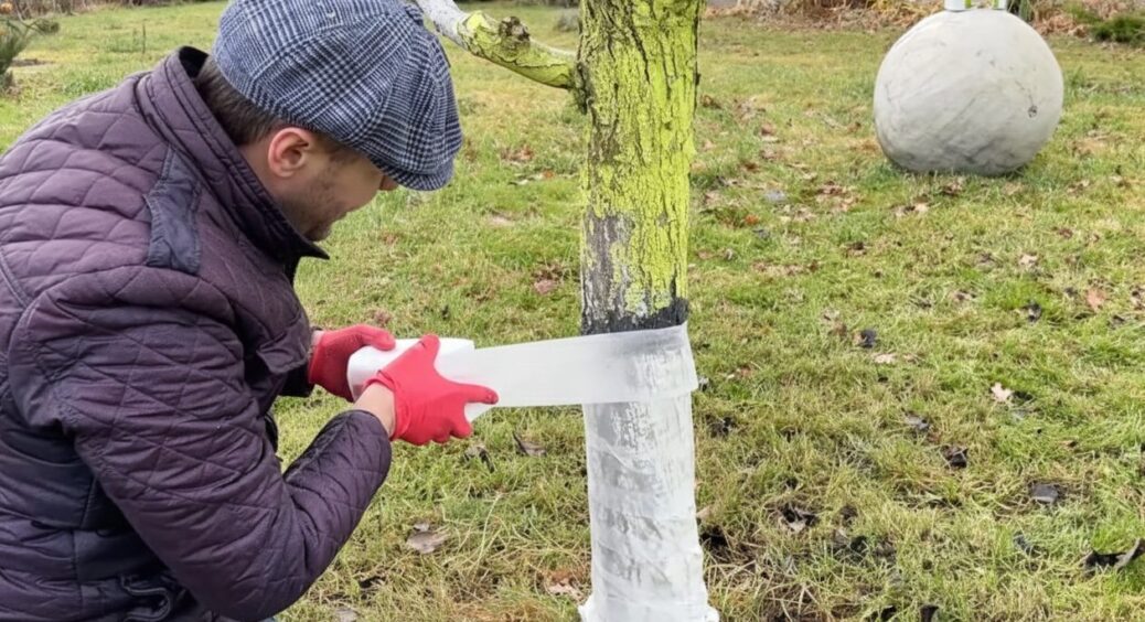 Взимку не з побілкою бігаю, а обмотую дерева – 5 хвилин часу, і сад готовий: “схема” дідуся-садівника 
