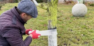 Садівники розповіли, чим замінити побілку дерев у саду