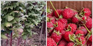 Садівники розповіли, як обробити кущі малини перед морозами для щедрого врожаю