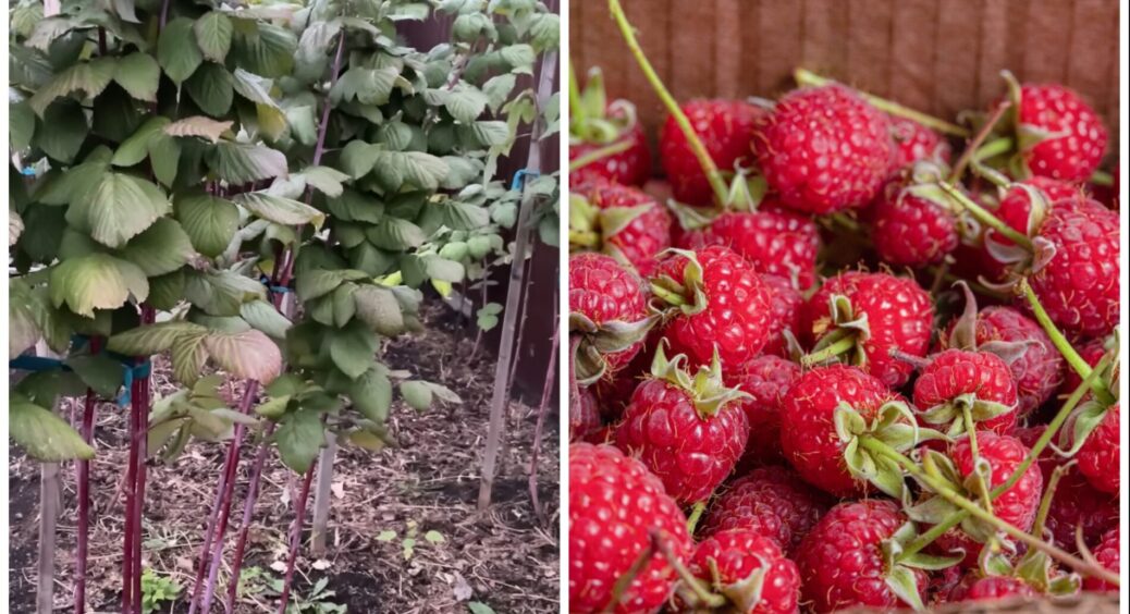 “Дідівська” схема перед морозами: обробка малини розчином з 2-х компонентів для рекордної врожайності 