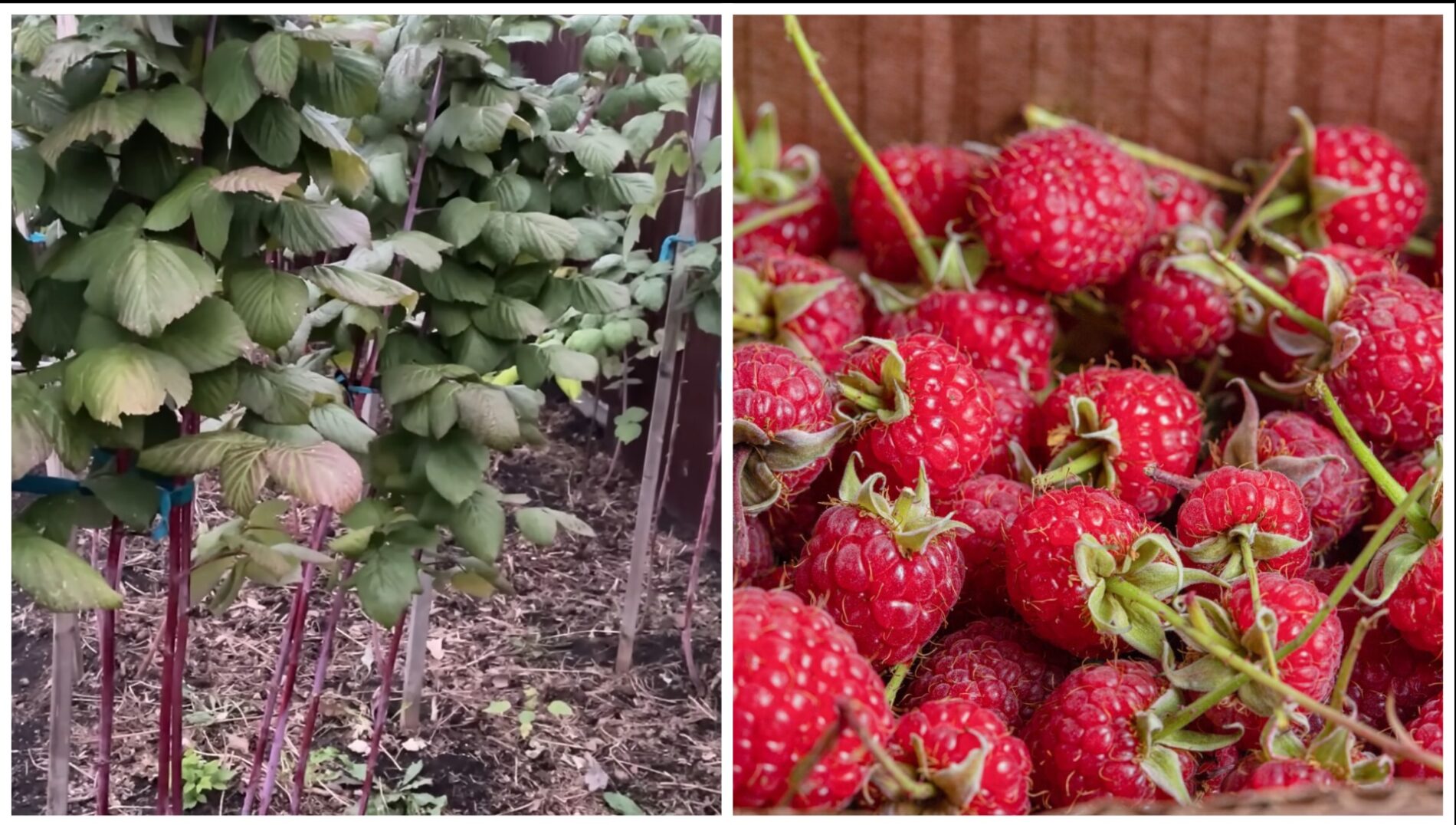 Садівники розповіли, як обробити кущі малини перед морозами для щедрого врожаю