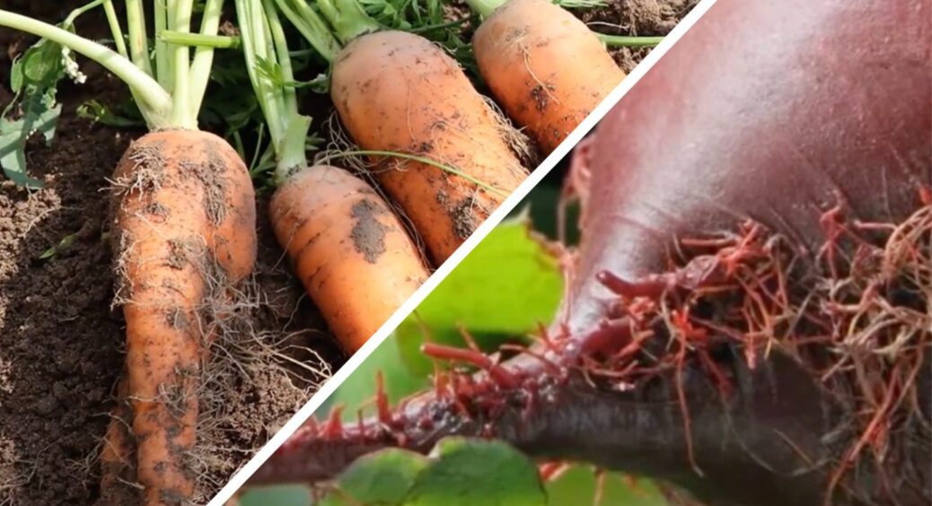 Морква й буряк виростали “бородатими” – виправила ці 3 помилки, і врожай ідеальний, як з елітного ринку 