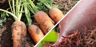 Городники розповіли, чому виростає бородата морква й буряк