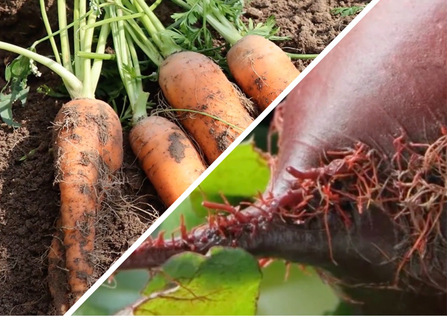 Городники розповіли, чому виростає бородата морква й буряк