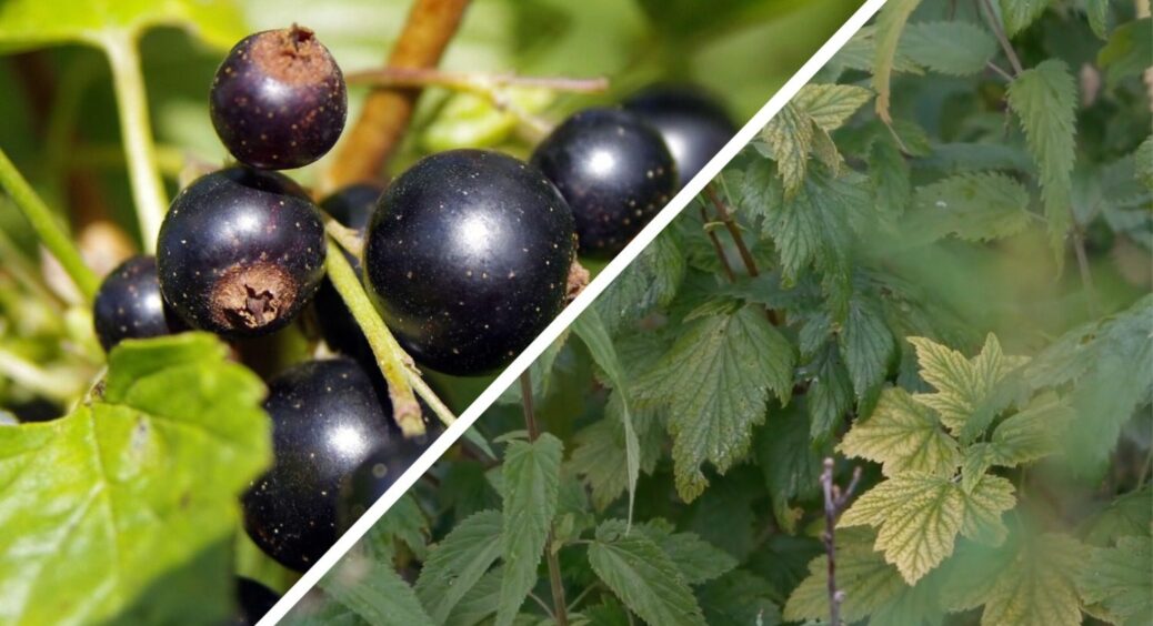 Смородина жовтіє – і це не хвороба, а сигнал від кущів! Даю 1 підживлення, і рослина оживає за 2-3 дні 