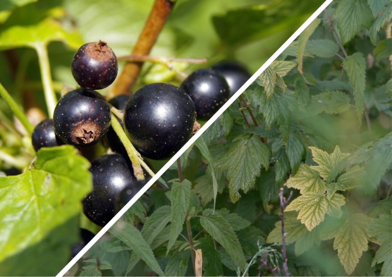 Садівники розповіли, чим підживити пожовклу смородину