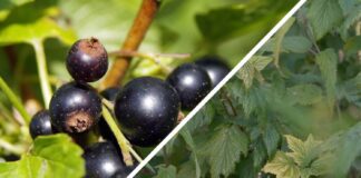 Садівники розповіли, навіщо підживлювати смородину взимку 