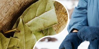 Господині розповіли, як використати лаврове листя поза кухнею