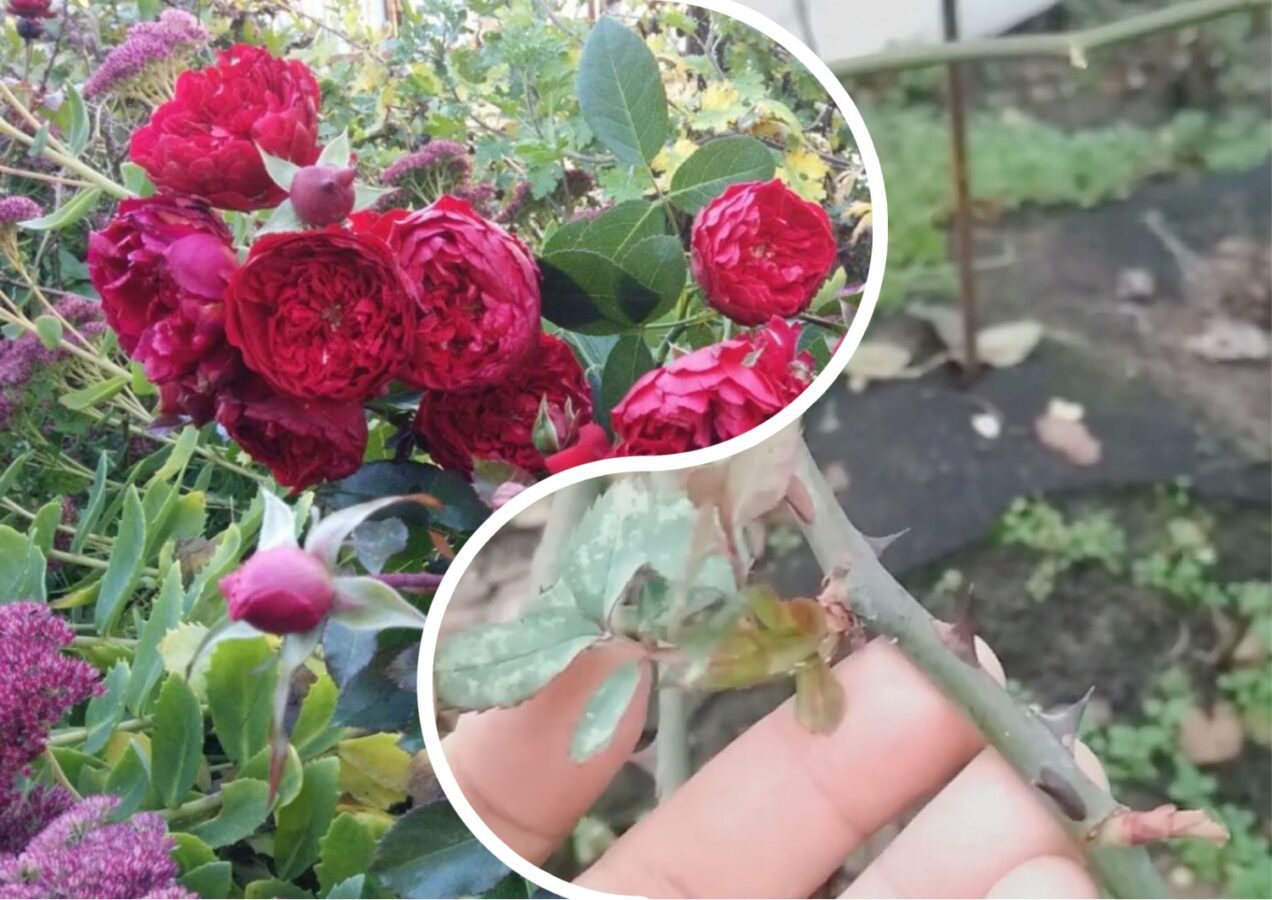 Садівники розповіли, що робити, якщо взимку на трояндах набрякли бруньки