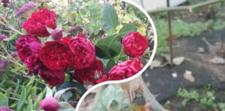 Садівники розповіли, що робити, якщо взимку на трояндах набрякли бруньки