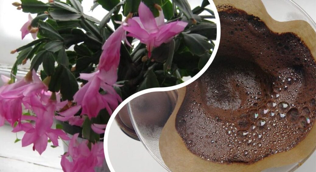 Міф чи “золоте” правило: чи справді треба підживлювати різдвяник кавовою гущею, щоб він зацвів – 1 відповідь 