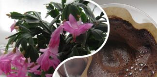 Квітникарі розповіли, чи можна підживлювати різдвяник кавовою гущею