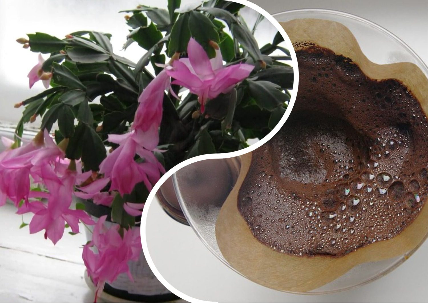 Квітникарі розповіли, чи можна підживлювати різдвяник кавовою гущею