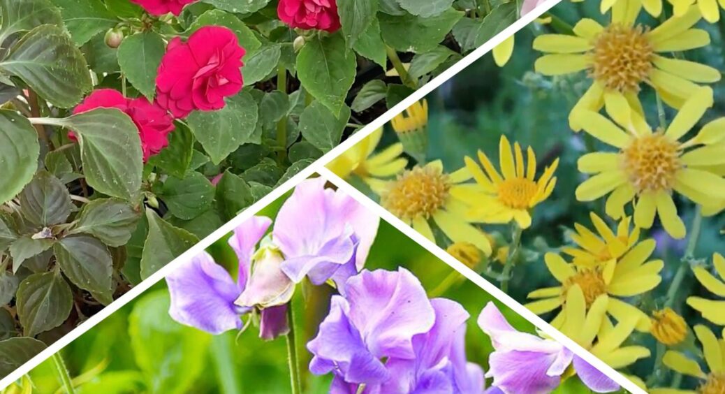 Ці квіти сію вже в грудні, не “тягну кота за хвіст”: навесні розквітнуть раніше за інші – мій ТОП-3 