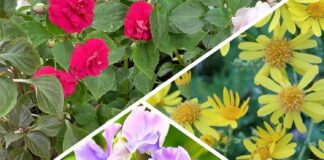 Садівники розповіли, які квіти можна сіяти у грудні