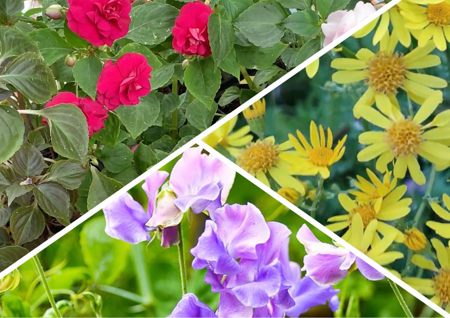 Садівники розповіли, які квіти можна сіяти у грудні