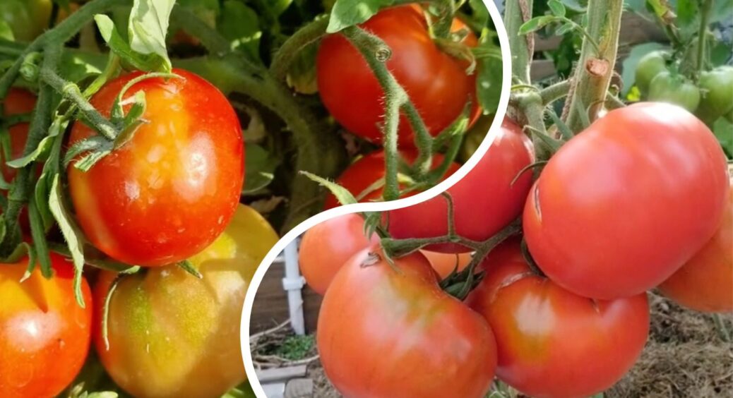 Сперечалися з кумою до ночі: “Бичаче серце” чи “Монгольський карлик”? Тепер цей сорт томату оберу в 2026 