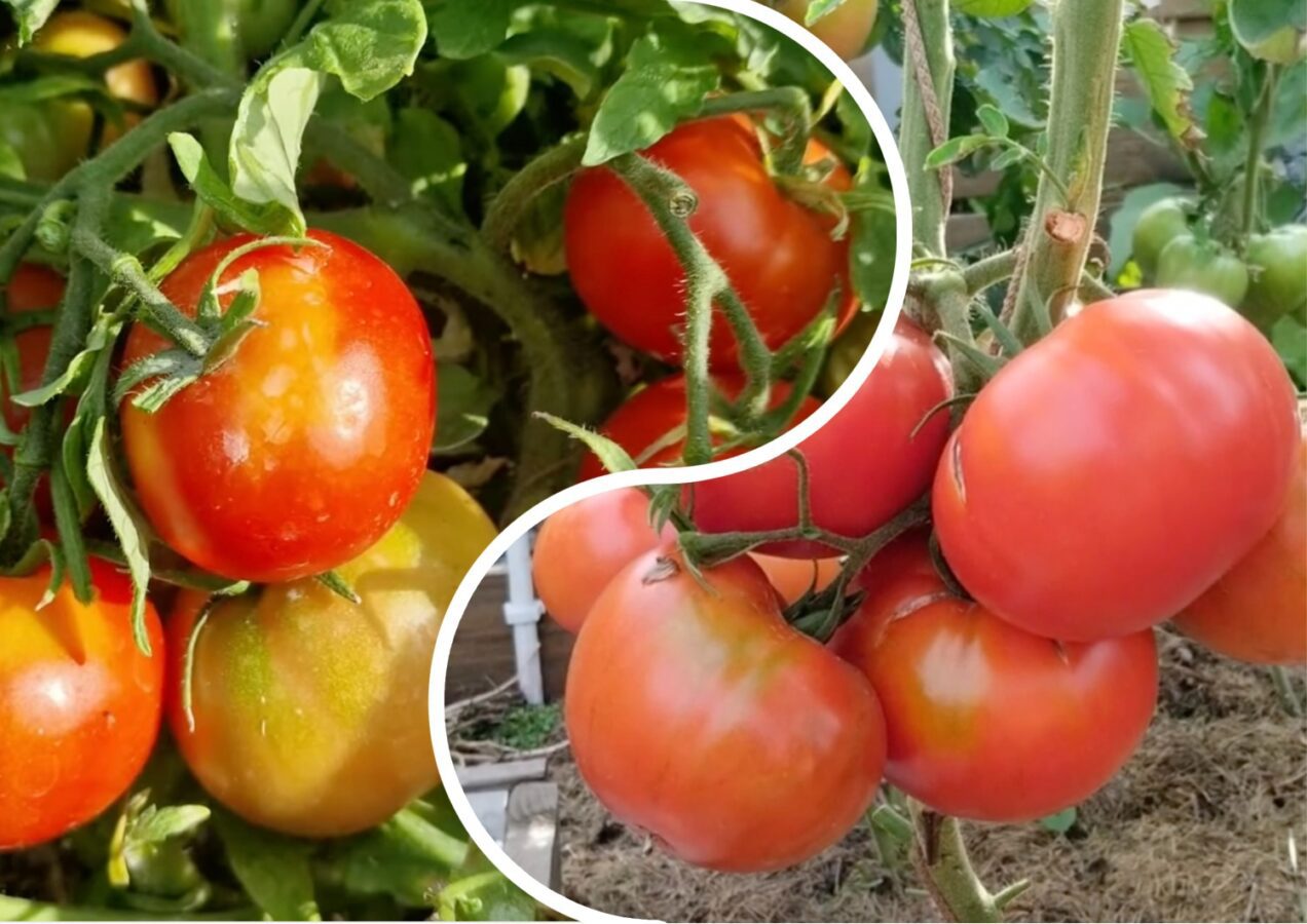 Городники назвали кращий сорт томатів із двох найпопулярніших