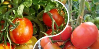 Городники назвали кращий сорт томатів із двох найпопулярніших