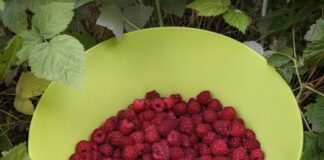 Як захистити малину від зимового морозу