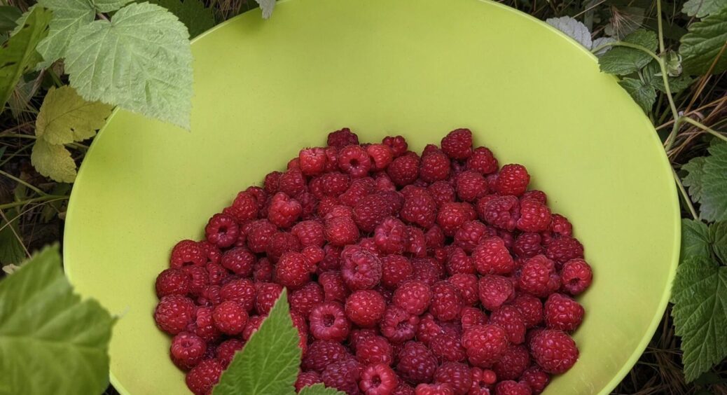 Всі накривають малину плівкою, але я знаю 1 секрет: аби кущі не випріли, забудьте про цей “марний” матеріал 