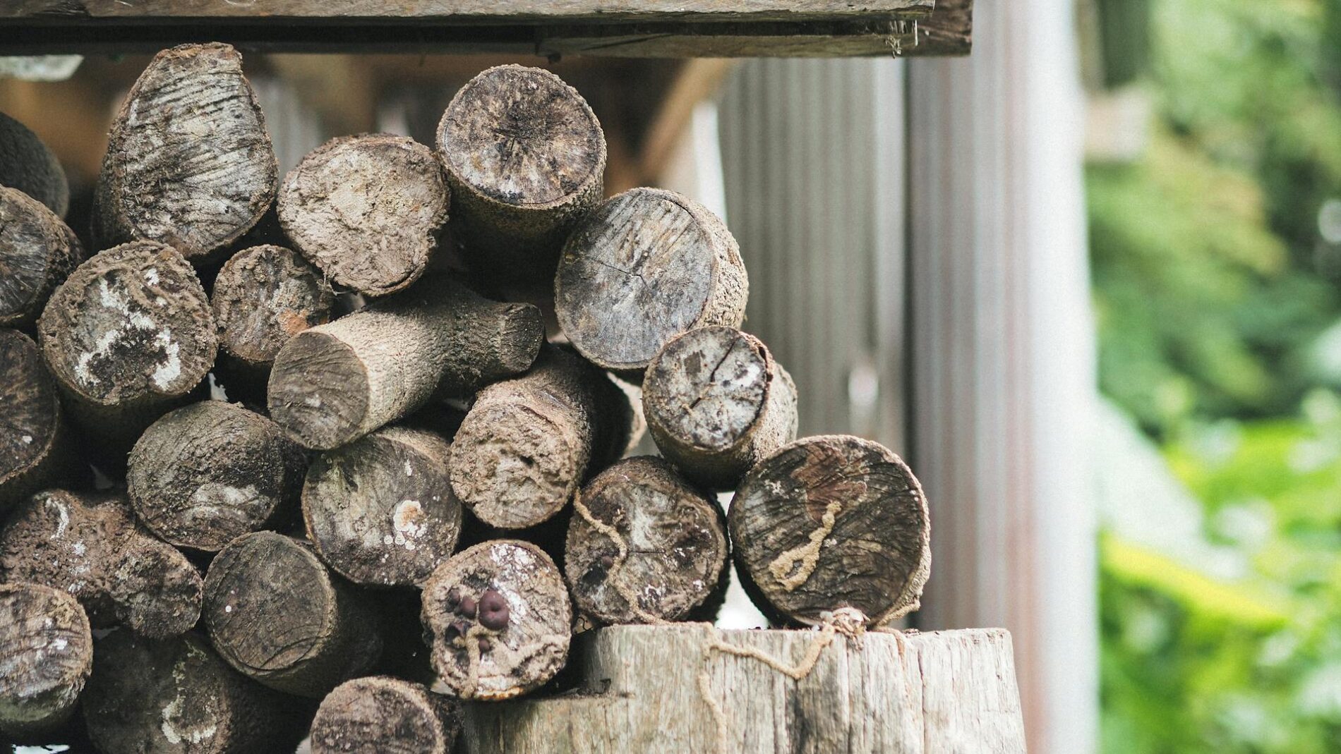 Які дрова використовувати для опалення будинку