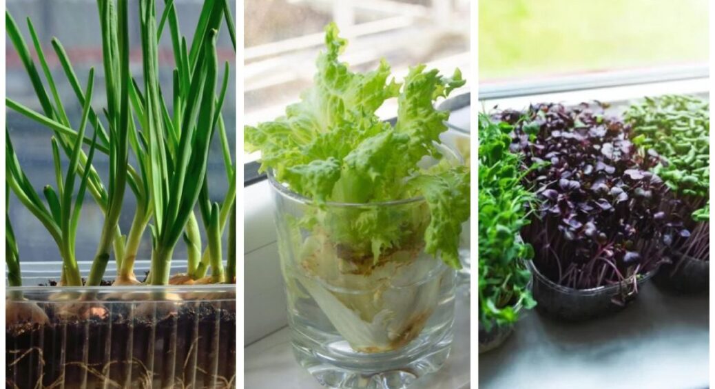 Вже скучила за городом, тому роблю грядку на підвіконні: 4 культури, які запросто можна виростити вдома 