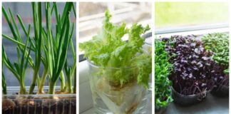 Городники розповіли, які культури можна посадити взимку на підвіконні 