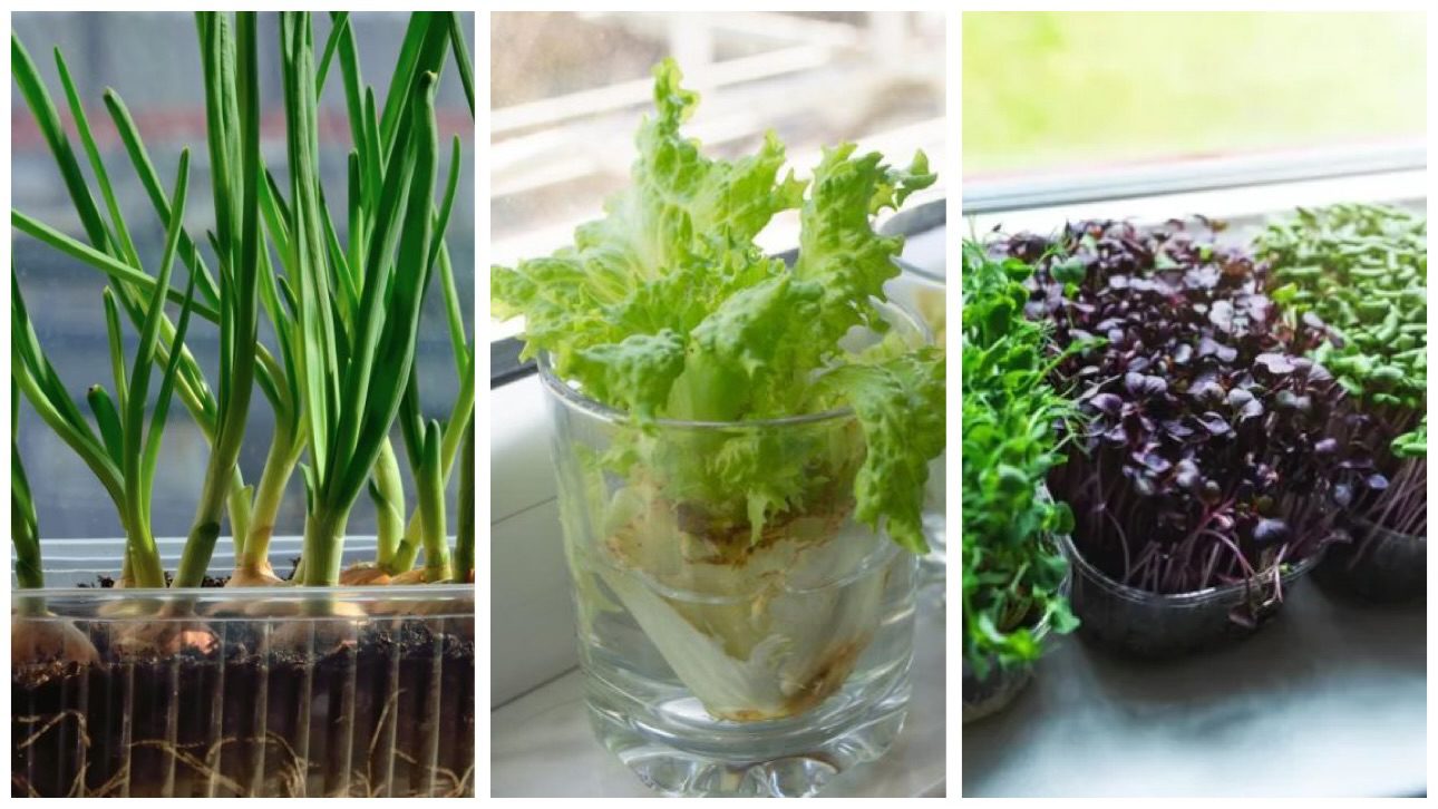 Городники розповіли, які культури можна посадити взимку на підвіконні 