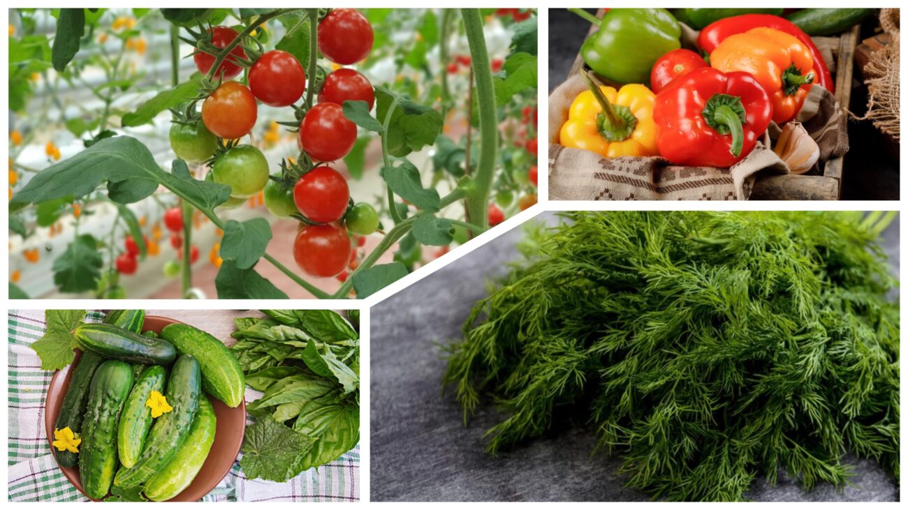 Городники назвали головний секрет рясного врожаю овочів на підвіконні 