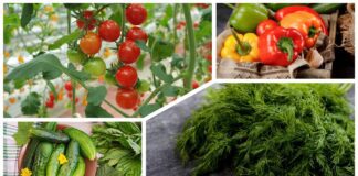 Дачники розповіли, як підвищити врожай томатів, огірків і перцю