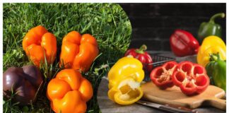 Городники порадили нестандартний спосіб посіву перцю