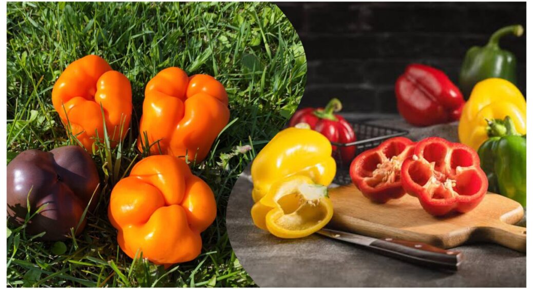 Купила перець на їжу, а насіння посіяла “не як заведено”: тепер воно сходить щіткою, не хворіє, добре родить 