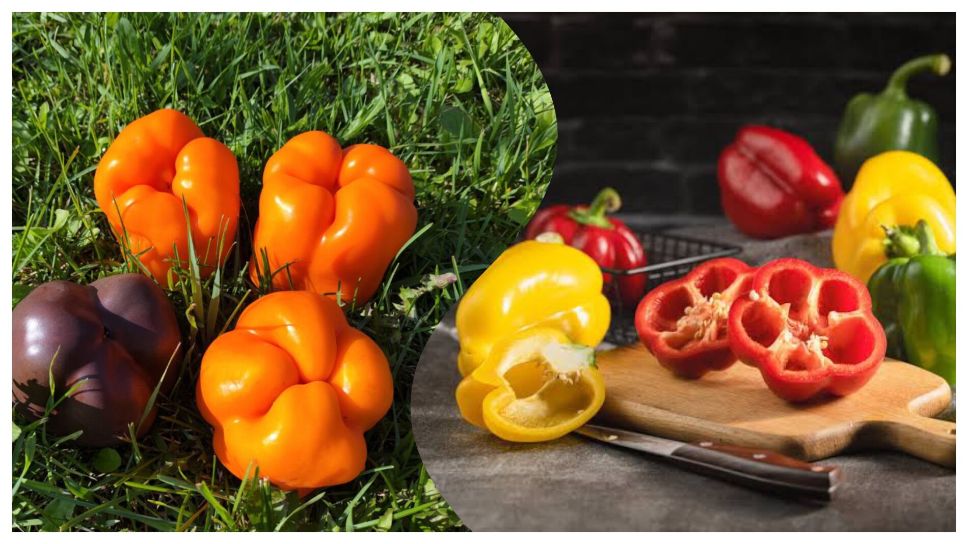 Господині розповіли, як обрати який перець для салатів, а який для фарширування 