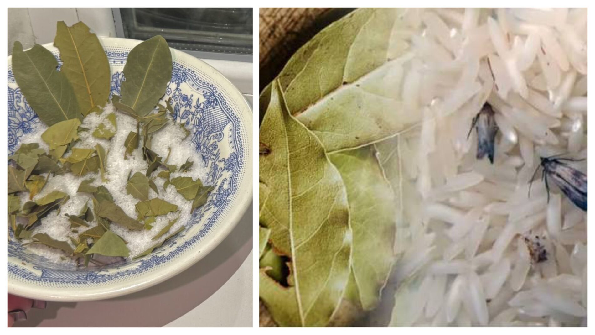 Господині розповіли, навіщо класти лавровий лист у миску з сіллю 