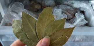 Господині розповіли, навіщо зберігати лавровий лист у морозилці 