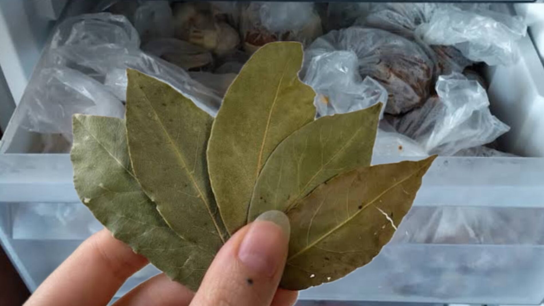 Господині розповіли, навіщо зберігати лавровий лист у морозилці 