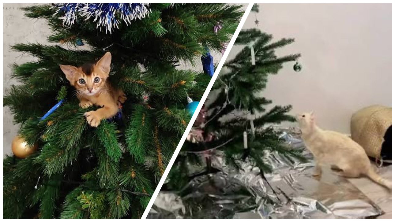 Господині розповіли, як захистити ялинку та новорічний декор від домашніх улюбленців Господині розповіли, як захистити ялинку та новорічний декор від домашніх улюбленців