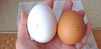Експерти розповіли, яйця якої категорії краще не купувати