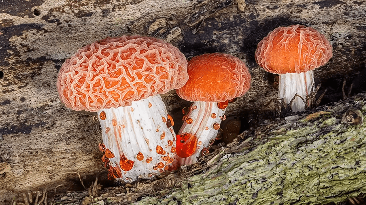 Родотус долонеподібний