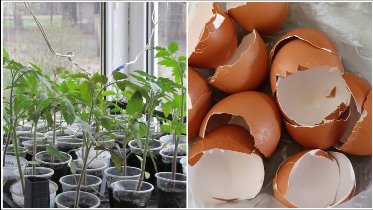 Городники розповіли, як використати шкаралупу яєць для розсади